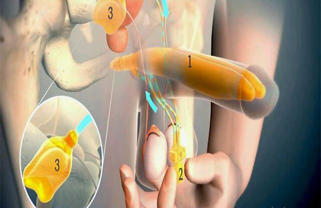 Hoạt động lipofilling